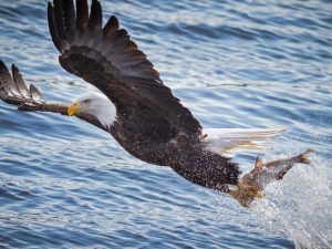 eagle catching fishes