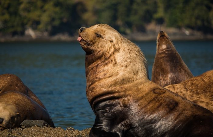 nanaimo wildlife tour